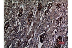 Immunohistochemistry (IHC) analysis of paraffin-embedded Human Kidney, antibody was diluted at 1:100. (RHCG anticorps  (Internal Region))