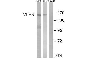 Western Blotting (WB) image for anti-MutL Homolog 3 (MLH3) (Internal Region) antibody (ABIN1850478) (MLH3 anticorps  (Internal Region))