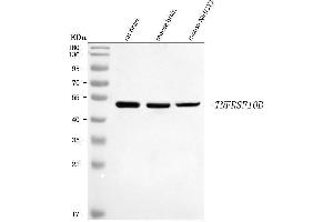 Western blot analysis of DR5/Tnfrsf10b using anti-DR5/Tnfrsf10b antibody (ABIN7602203).