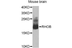 Western blot analysis of extracts of mouse brain, using RHOB Antibody (ABIN5975835) at 1/1000 dilution. (RHOB anticorps)