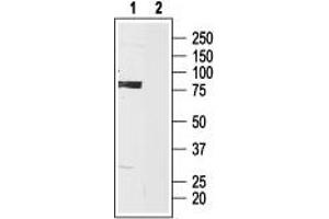 anti-Hyperpolarization Activated Cyclic Nucleotide-Gated Potassium Channel 3 (HCN3) (AA 727-744), (Intracellular) antibody