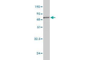 Western Blot detection against Immunogen (66. (Biglycan anticorps  (AA 1-368))