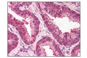 Image no. 1 for anti-Transmembrane Emp24-Like Trafficking Protein 10 (TMED10) (C-Term) antibody (ABIN303302) (TMED10 anticorps  (C-Term))