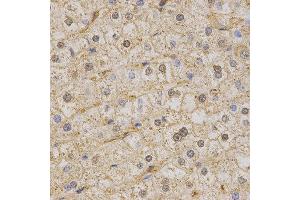Immunohistochemistry (IHC) image for anti-Potassium Voltage-Gated Channel, KQT-Like Subfamily, Member 1 (KCNQ1) (AA 250-549) antibody (ABIN3023121) (KCNQ1 anticorps  (AA 250-549))