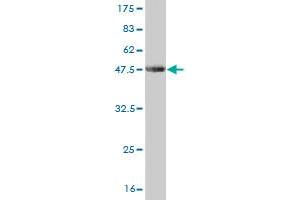 Western Blot detection against Immunogen (37.