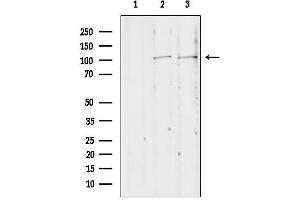 anti-NLR Family Member X1 (NLRX1) (Internal Region) antibody