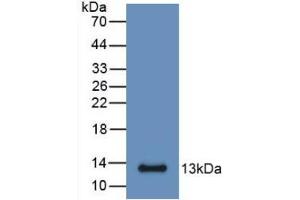 Western Blot; Sample: Recombinant S100A6, Mouse. (S100A6 anticorps  (AA 1-89))
