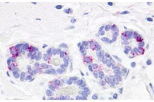 Image no. 1 for anti-G Protein-Coupled Receptor 52 (GPR52) (Cytoplasmic Domain) antibody (ABIN1048835)