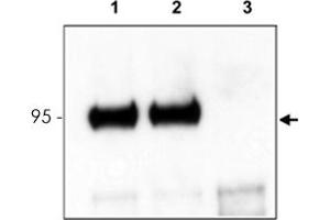 Mouse cortex lysate was immunoprecipitated with Ntrk3 polyclonal antibody  and further blotted with affinity purified anti-Ntrk3. (NTRK3 anticorps  (C-Term))