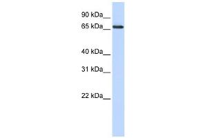 WDSOF1 antibody used at 1 ug/ml to detect target protein. (DCAF13 anticorps  (N-Term))