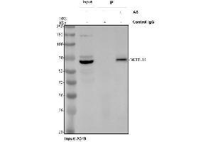 anti-Methyltransferase Like 14 (METTL14) (AA 12-350) antibody