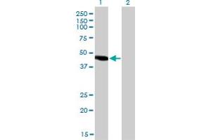 Western Blot analysis of NR2E3 expression in transfected 293T cell line by NR2E3 monoclonal antibody (M01), clone 2A12.