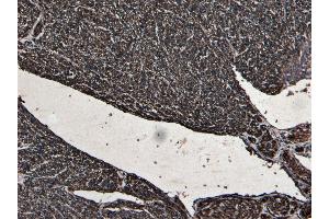 ABIN334386 (8 μg/mL) staining of paraffin embedded Human Heart.