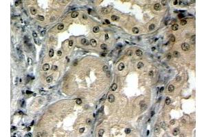 ABIN302162 (4µg/ml) staining of paraffin embedded Human Kidney.