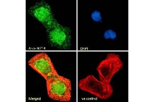 (ABIN570827) Immunofluorescence analysis of paraformaldehyde fixed U2OS cells, permeabilized with 0.