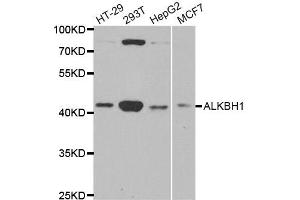 Western Blotting (WB) image for anti-AlkB, Alkylation Repair Homolog 1 (ALKBH1) antibody (ABIN1882367)