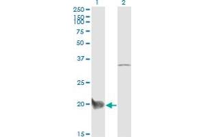 Western Blot analysis of CEBPG expression in transfected 293T cell line by CEBPG monoclonal antibody (M03), clone S2. (CEBPG anticorps  (AA 1-150))
