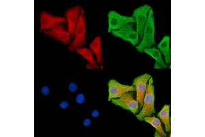 ABIN7095318 and ABIN7099375 staining Hela cells by IF/ICC.