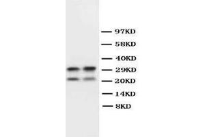 anti-MBP (AA 182-197), (C-Term) antibody