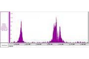 Histone H3K4me3 recombinant antibody (rAb) tested by ChIP-Seq  Chromatin immunoprecipitation (ChIP) was performed using the  High Sensitivity Kit  with 30 µg of human acute myelocytic leukemia chromatin and 4 µg of  Histone H3K4me3 antibody. (Recombinant Histone 3 anticorps  (H3K4me3))