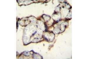 Immunohistochemistry analysis in formalin fixed and paraffin embedded human placenta tissue reacted with AP53340PU-N, which was peroxidase conjugated to the secondary antibody and followed by DAB staining. (PLCXD2 anticorps  (Middle Region))