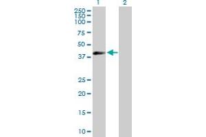 Western Blot analysis of EIF3G expression in transfected 293T cell line by EIF3G MaxPab polyclonal antibody. (EIF3G anticorps  (AA 1-320))