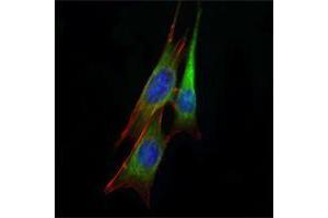 Immunofluorescence analysis of NIH/3T3 cells using anti-ETS1 mAb (green).