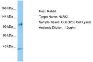 Image no. 1 for anti-NLR Family Member X1 (NLRX1) (C-Term) antibody (ABIN6749996) (NLRX1 anticorps  (C-Term))