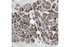 Immunohistochemical staining (Formalin-fixed paraffin-embedded sections) of human pancreas with AKAP9 polyclonal antibody  shows strong cytoplasmic positivity in exocrine glandular cells. (AKAP9 anticorps  (AA 963-1110))
