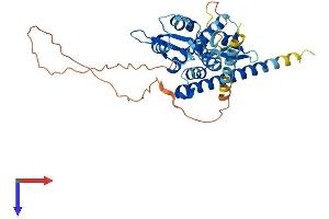 AlphaFold protein structure predicition of Human Recombinant MAGEB18 Protein, UniprotID Q96M61