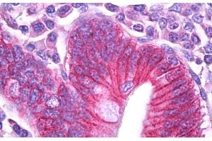 ABIN571055 (5µg/ml) staining of paraffin embedded Human Small Intestine.