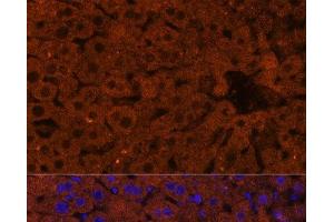 Immunofluorescence analysis of Mouse liver using HMGCS2 Polyclonal Antibody at dilution of 1:100 (40x lens). (HMGCS2 anticorps)