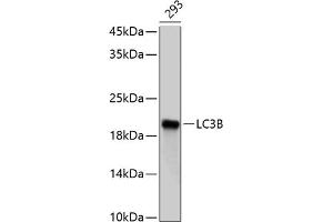 Western blot analysis of extracts of 293 cells, using LC3B antibody (ABIN6129924 and ABIN6143474). (LC3B anticorps)