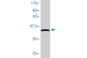 Western Blot detection against Immunogen (41.