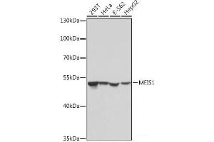 Western blot analysis of extracts of various cell lines using MEIS1 Polyclonal Antibody at dilution of 1:1000. (MEIS1 anticorps)