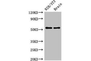 Western Blot Positive WB detected in: NIH/3T3 whole cell lysate, Mouse brain tissue All lanes: OLFM1 antibody at 2. (Olfactomedin 1 anticorps  (AA 374-441))