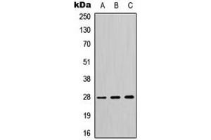 Western blot analysis of 14-3-3 theta/tau expression in HeLa (A), SP2/0 (B), H9C2 (C) whole cell lysates. (14-3-3 theta anticorps  (C-Term))