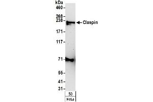 Western Blotting (WB) image for anti-Claspin (CLSPN) (AA 725-775) antibody (ABIN7454603)