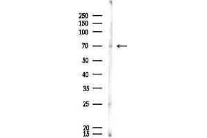 anti-Nuclear Receptor Coactivator 4 (NCOA4) (C-Term) antibody