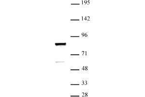 ARID3A antibody (pAb) tested by Western blot. (ARID3A anticorps  (C-Term))