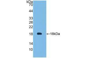 Figure. (Leptin anticorps  (AA 29-160))