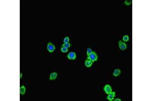 anti-FYVE, RhoGEF and PH Domain Containing 5 (FGD5) (AA 269-539) antibody