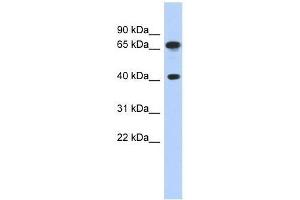 Western Blot showing FUBP3 antibody used at a concentration of 1. (FUBP3 anticorps  (Middle Region))