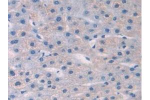 Detection of NGF in Human Liver Tissue using Polyclonal Antibody to Nerve Growth Factor (NGF) (Nerve Growth Factor anticorps  (AA 19-239))