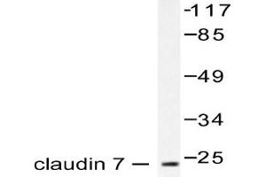 Image no. 1 for anti-Claudin 7 (CLDN7) antibody (ABIN265365) (Claudin 7 anticorps)