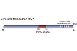 Image no. 1 for anti-Microtubule-Associated Protein 4 (MAP4) (AA 583-702) antibody (ABIN968326)