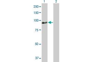 Western Blot analysis of ZNF496 expression in transfected 293T cell line by ZNF496 MaxPab polyclonal antibody.