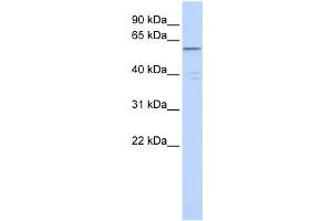 Western Blotting (WB) image for anti-Zinc Finger Protein 141 (ZNF141) antibody (ABIN2458313) (ZNF141 anticorps)