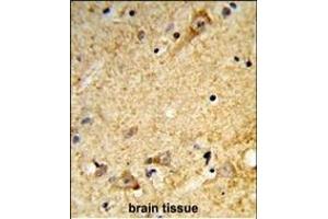 Forlin-fixed and paraffin-embedded hun brain tissue reacted with LD2 Antibody (C-term), which was peroxidase-conjugated to the secondary antibody, followed by DAB staining.