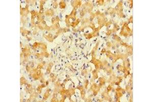 Immunohistochemistry of paraffin-embedded human liver tissue using ABIN7170944 at dilution of 1:100